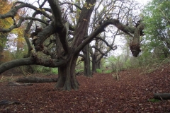 photo-14-11-2011-13-03-36