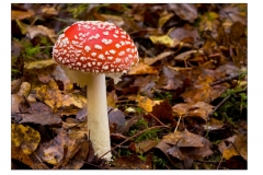 photo-15-11-2011-11-33-21