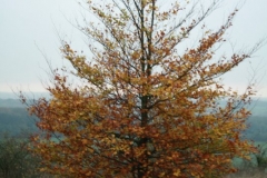 photo-15-11-2011-18-54-53