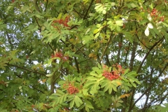 photo-16-10-2011-14-37-26