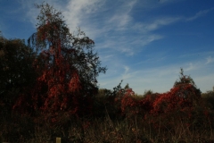 photo-17-10-2011-11-55-34