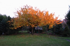 photo-18-10-2011-09-21-00