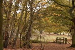photo-18-11-2011-14-53-29