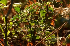 photo-23-10-2011-15-48-34