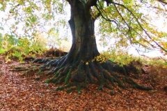 photo-24-11-2011-15-11-00