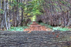 Autumn Path