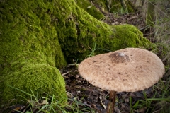 photo-25-11-2011-13-21-53