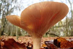 photo-26-11-2011-14-37-32