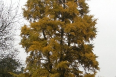 photo-28-11-2011-11-22-42