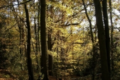 photo-28-11-2011-11-22-56