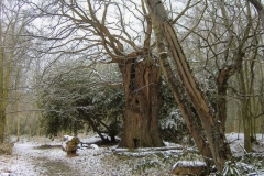 Woodland in Winter