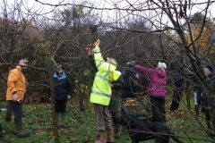 allington-green-apple-tree-pruning-001