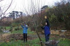 allington-green-apple-tree-pruning-002