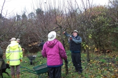 allington-green-apple-tree-pruning-003