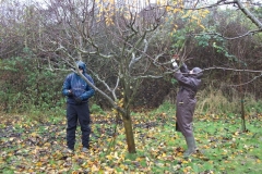 allington-green-apple-tree-pruning-004