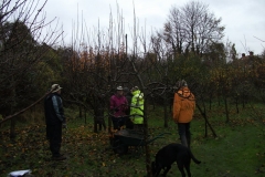 allington-green-apple-tree-pruning-005