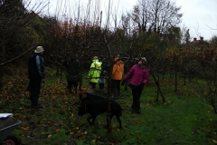 allington-green-apple-tree-pruning-006