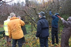 allington-green-apple-tree-pruning-007