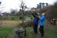 allington-green-apple-tree-pruning-008