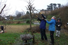 allington-green-apple-tree-pruning-009