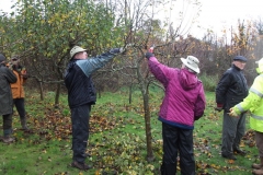 allington-green-apple-tree-pruning-010