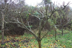 allington-green-apple-tree-pruning-011