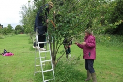 cherry-tree-pruning-frog-island-002