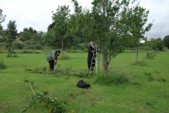 cherry-tree-pruning-frog-island-003