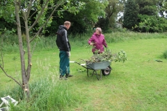 cherry-tree-pruning-frog-island-006