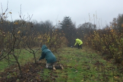 ightham-mote-cobnut-pruning-002