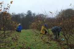 ightham-mote-cobnut-pruning-004