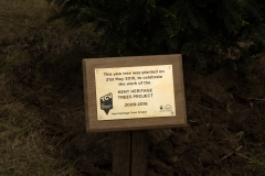 plaque