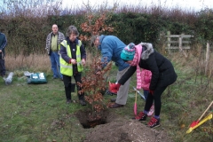 eynsford-future-heritage-tree-007