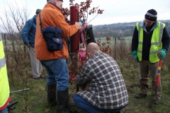 eynsford-future-heritage-tree-019