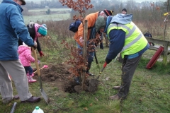 eynsford-future-heritage-tree-022