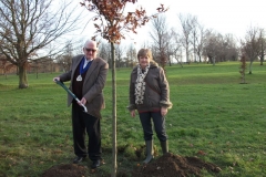 swanley-park-future-heritage-tree-001