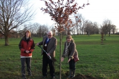 swanley-park-future-heritage-tree-004