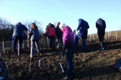 swanley-park-community-hedge-planting-001