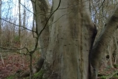 Beech-Roots