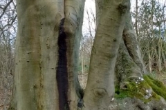 Beech-water-pocket