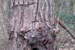 Hollow-Willow-Holes
