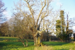 P1010954