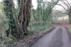 Roadside-Hornbeam-2