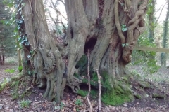 Roadside-Hornbeam