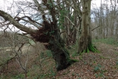 Woodland-edge-Hornbeam-2