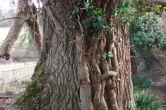 oak-4m-edge-brockhill
