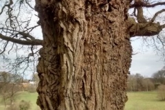 oak-edge-Brockhill