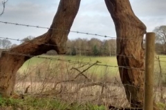 oak-fallen-arch-edge-brockhill