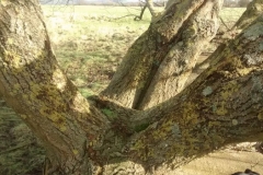 willow-airfield