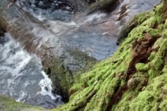 willow-manor-meadow-roots-stream